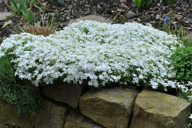 植えっぱなしで【ホワイトガーデン】毎年春に「白い花が咲く」多年草6