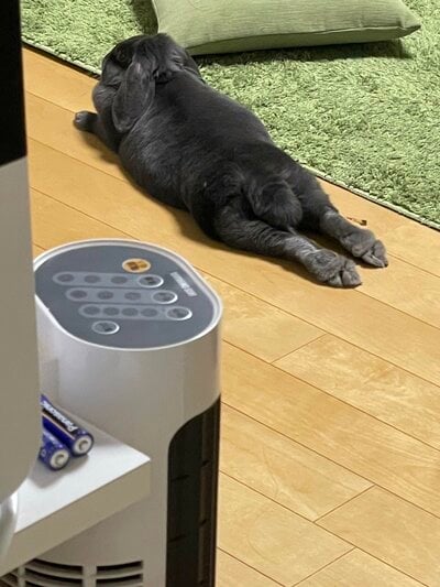 リラックスするウサギ