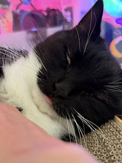 薄目を開けてうとうとしている、猫のうにちゃん