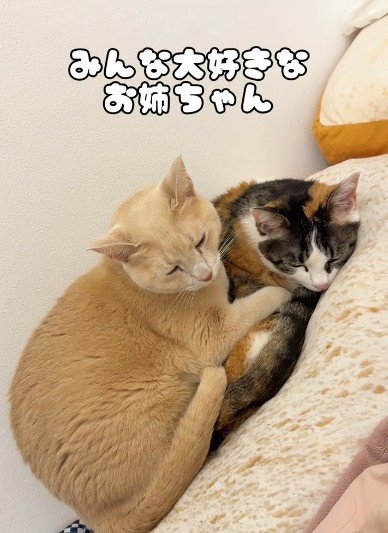 寄り添う2匹の猫