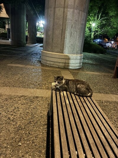 離れた所に猫を発見
