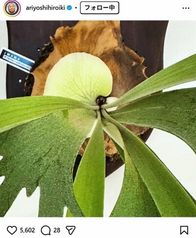 有吉弘行のInstagram投稿