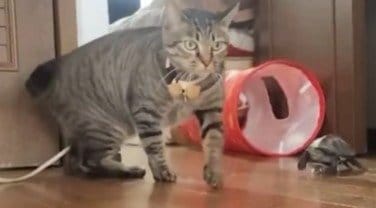 立ち上がるタイミングも「完コピ」