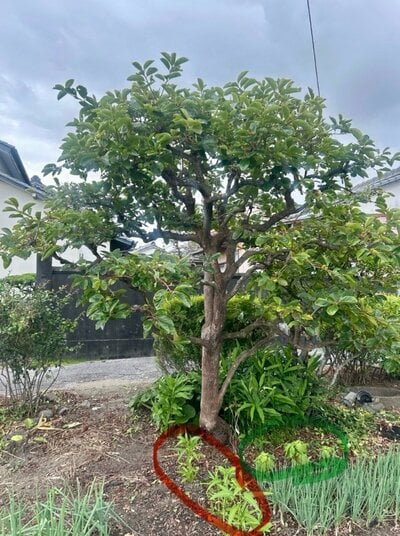 植えた当初は問題なさそうですが&hellip;？