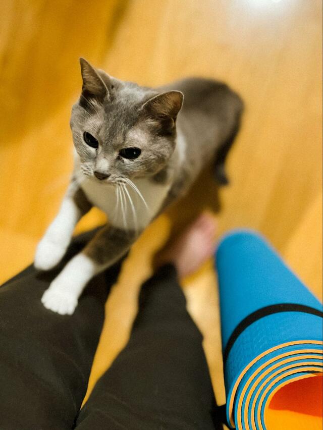 ストレッチ中に「ぐぇぇ」と唸ったら　心配した猫さんの優しい光景に心温まる