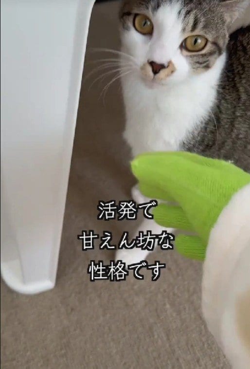 【心疾患の子猫ちゃん】姉猫ところころ転がり遊ぶ日常　病を感じさせない姿が話題