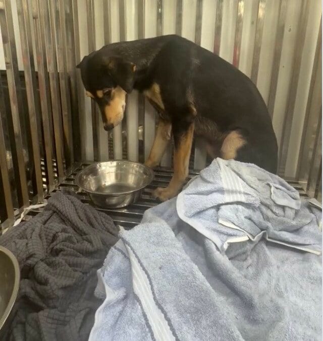 身体に傷を負った犬が治療を乗り越え飼い主と再会。「また一緒に暮らせますように」と反響