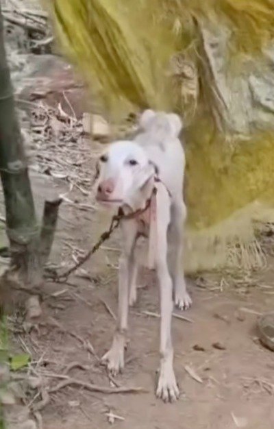 【保護犬】痩せ細った犬を救出。保護された犬に訪れた穏やかな毎日に胸が熱くなる