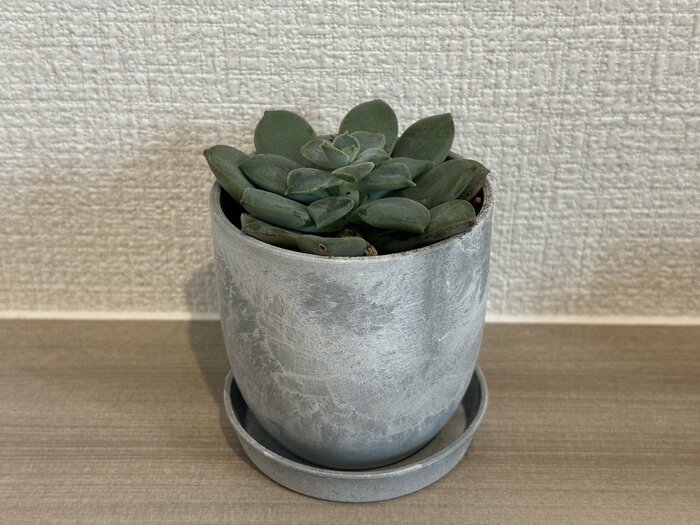 多肉植物の緑色とミニプランターのグレーが、とてもマッチしています!