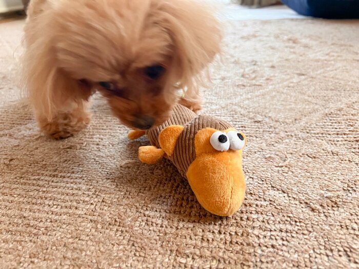 尻尾が紐状になっているので、尻尾の部分を噛んで遊ぶこともできます