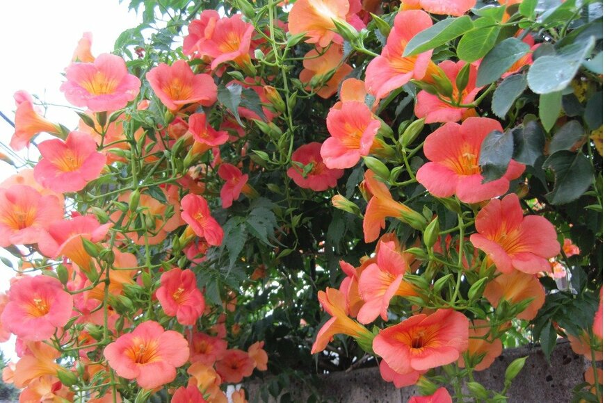 meikoKODAKA/istockphoto.com