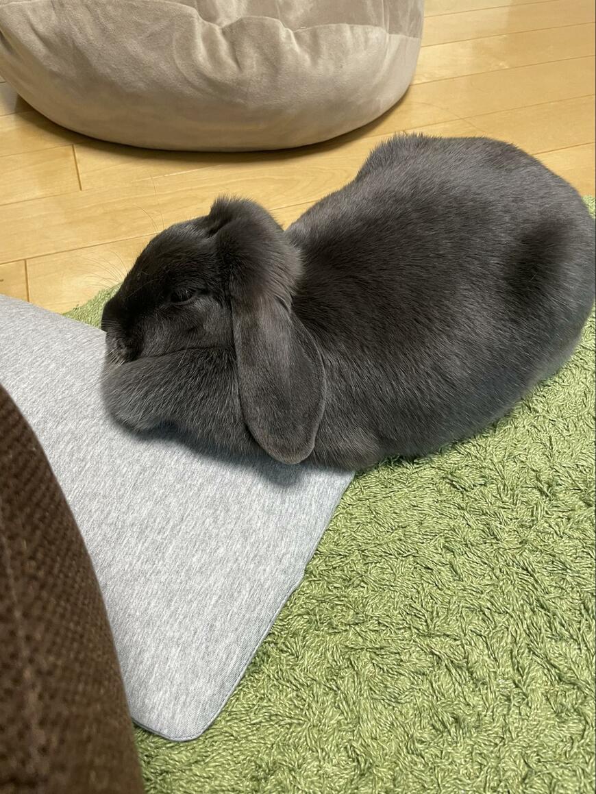 出所：@gomagoma826