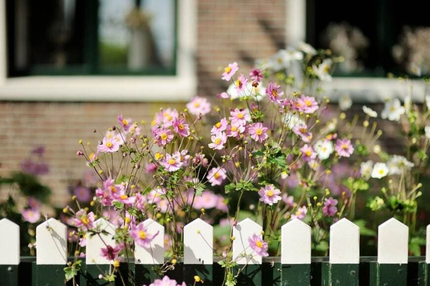 植えっぱなしOK！毎年おしゃれな花が咲く《秋風にそよぐ多年草》10選で「秋の庭が垢抜ける」