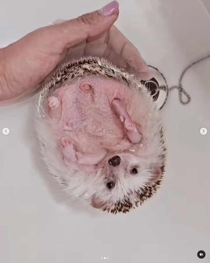 出所：＠uzura_moz.uku