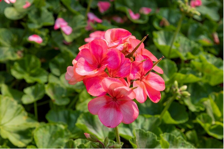 ibrahim halil yapici/istockphoto.com