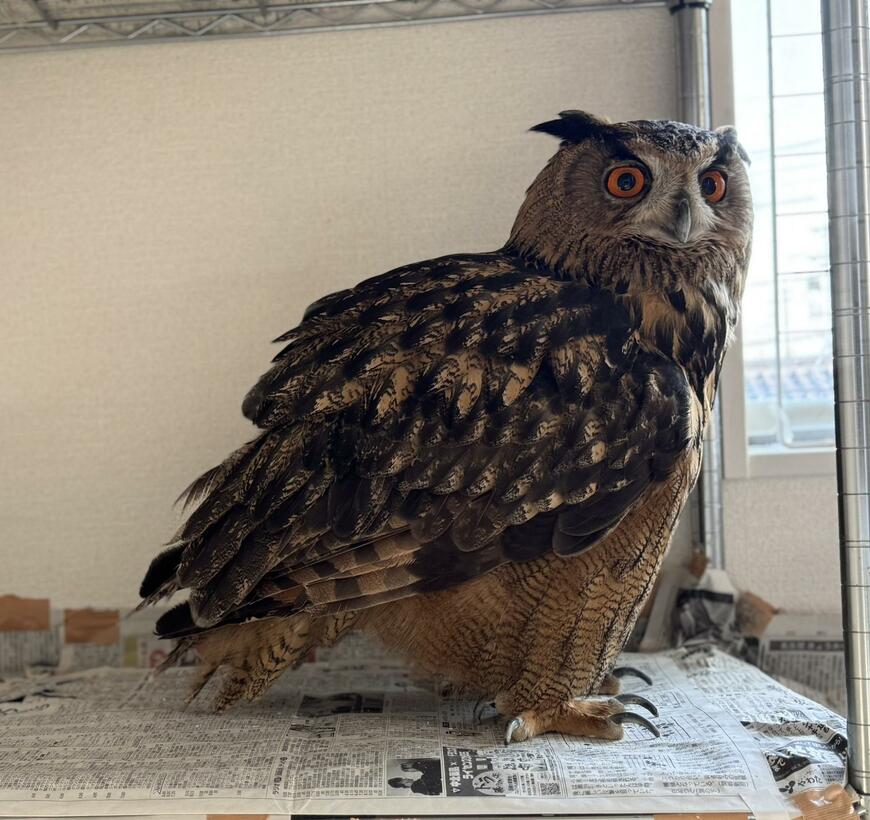 出所：@sibiricuslemon