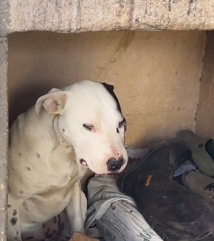 「生存確率は五分五分」毒蛇にかまれた犬を保護　人々の愛による奇跡の回復物語に感動