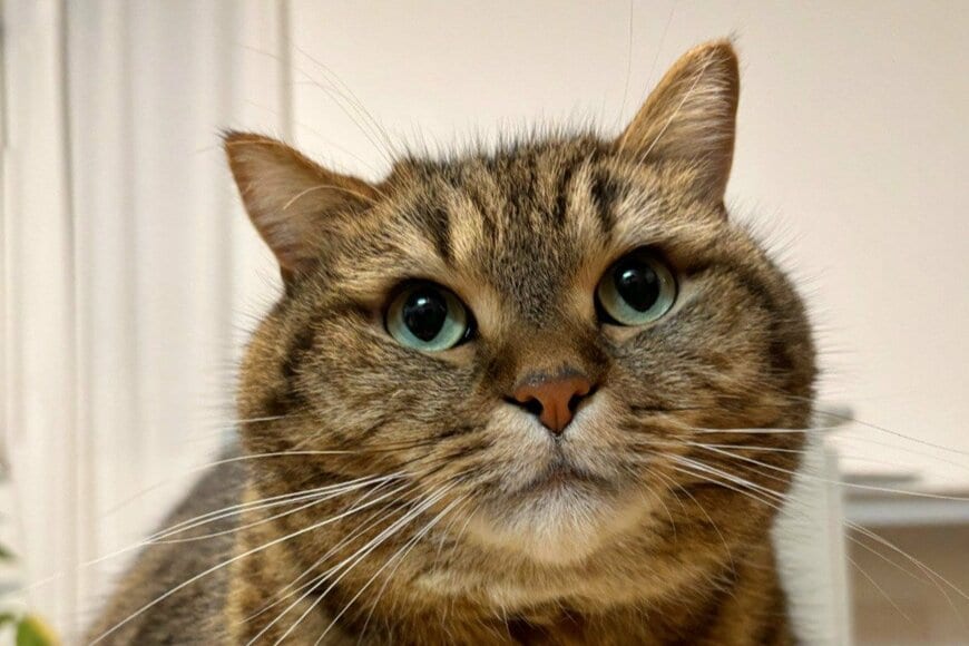 ガッツリ「立ち食いをする猫」に思わず目を疑う　豪快な姿に「すごく好きなフォルム」