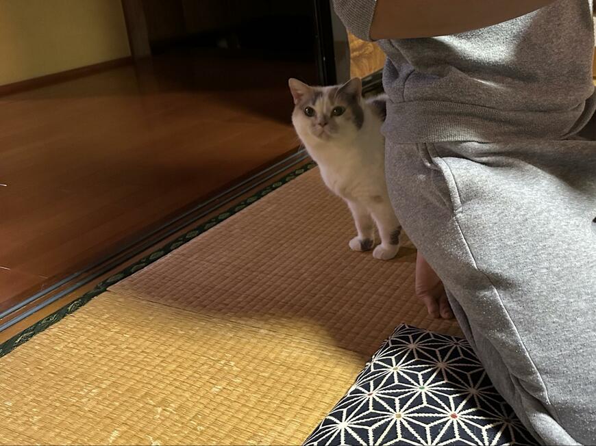 「やっぱりこれニャ～」 寒い季節に「猫といえばこれ」という動きを披露する猫にホッコリ