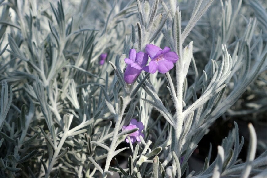 luca pbl/Shutterstock.com