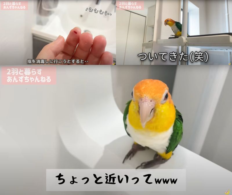 出所：@anz_omomiri