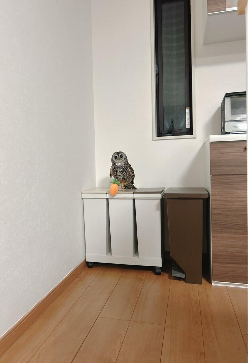 出所：@kanata_akas