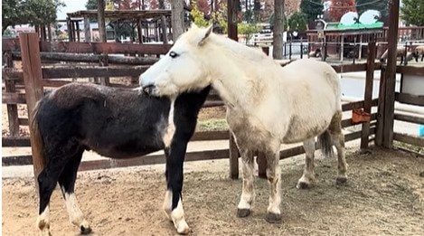 【東武動物公園】2026年はポニー年？！「歯をむき出し（笑）」ポニー親子の激しいマッサージタイムになごみます？！（埼玉県）