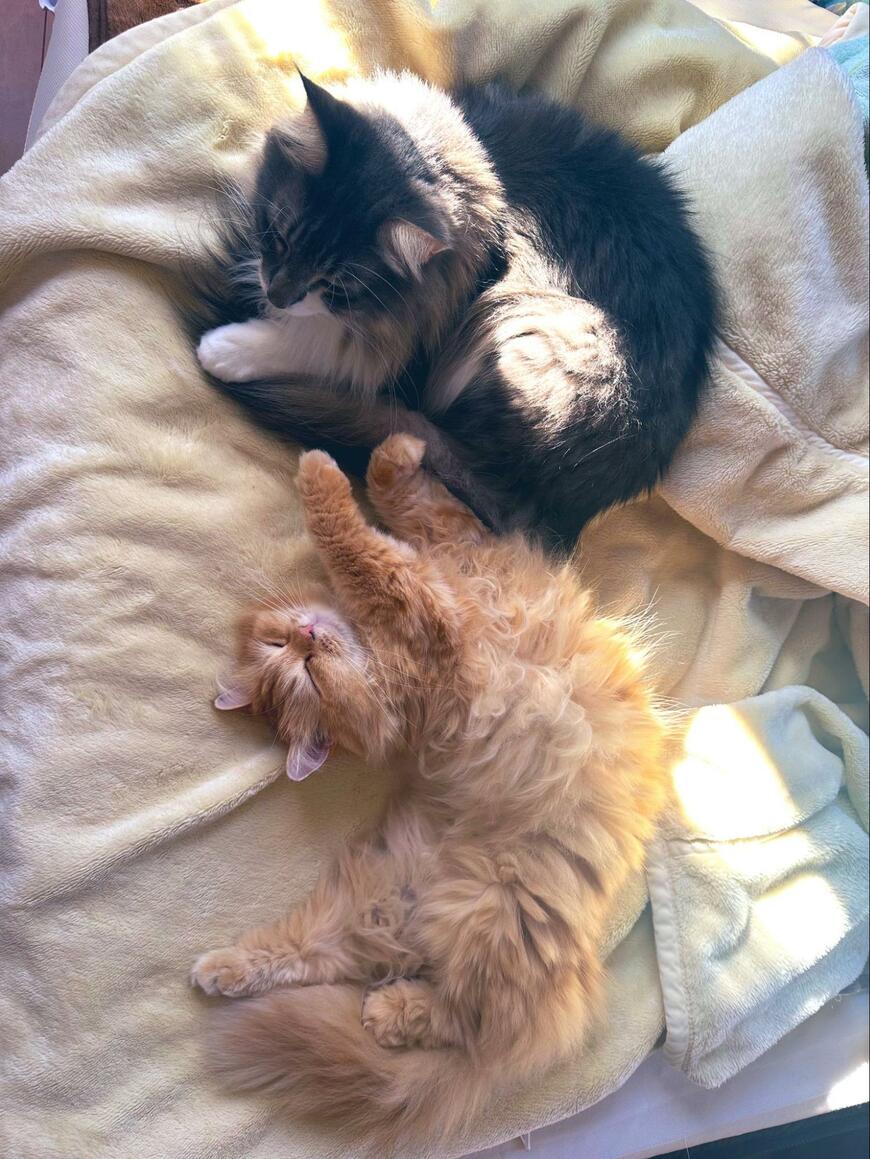 出所：@NEKOLAND13