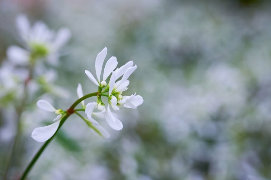 Adrian Eugen Ciobaniuc/shutterstock.com