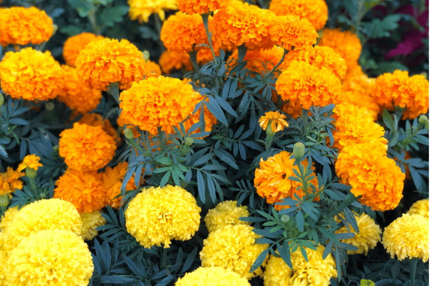 GiduStock/shutterstock.com