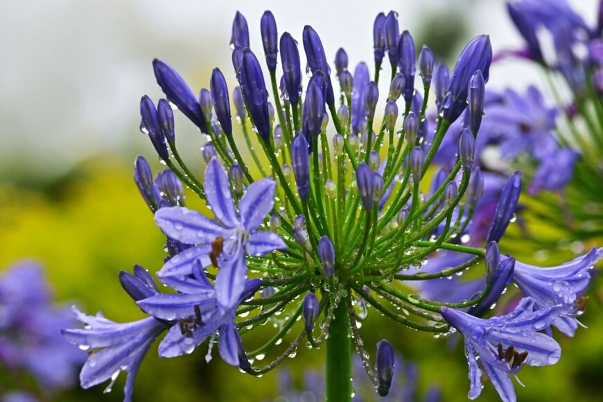 Daney daney/shutterstock.com