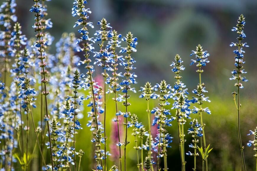 秋の長雨対策【湿気に強い植物】植えっぱなしで毎年楽しめる《秋の花＆カラーリーフ》宿根草3選