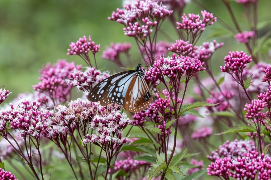 Hawk777/shutterstock.com