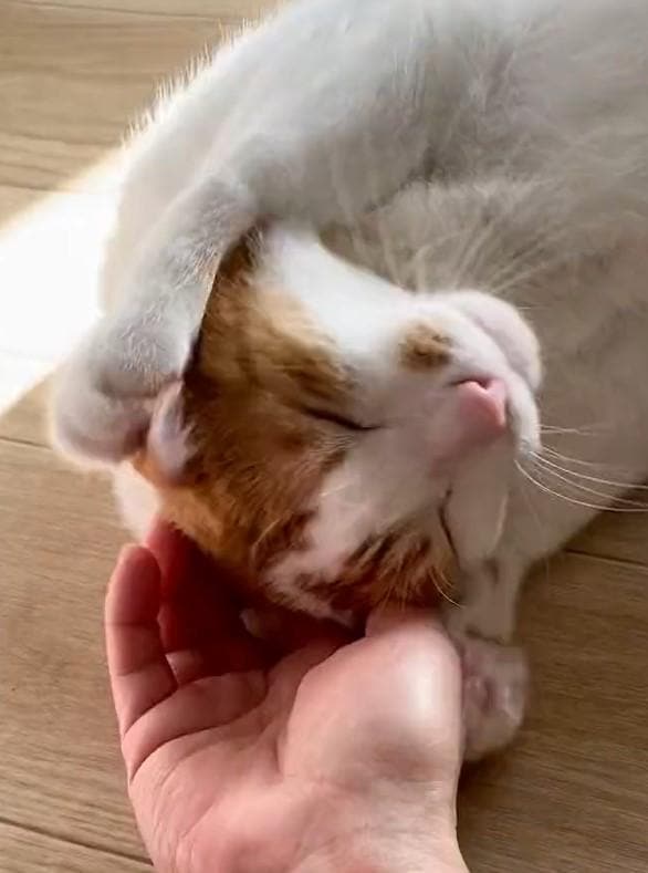 出所：@luna7taka9