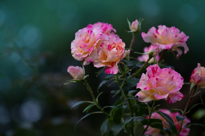 LesiChkalll27/shutterstock.com