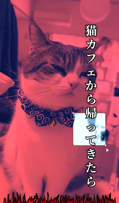 出所:@nikoandkotatorowasabi