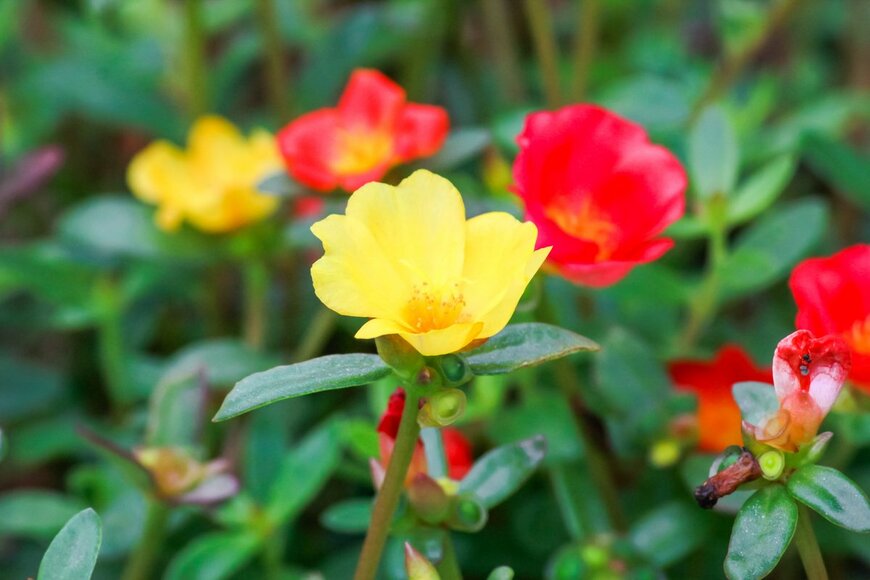 【ガーデニング】いま植え付けると秋まで咲くオススメの花8選、雨に注意しながら初夏の庭を楽しもう【6月ベストセレクション】