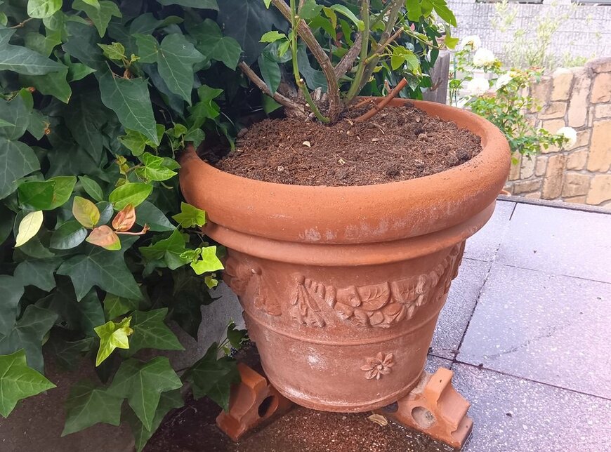 レンガの上に置かれた鉢植え