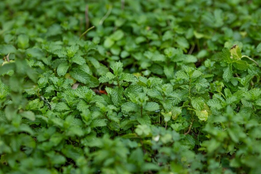 【ガーデニング】安易に植えてはいけない植物「繫殖力が強いハーブ＆つる性植物」4選＜地植えで後悔するかも？＞