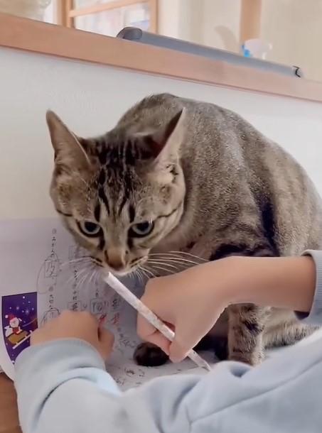 出所：@omame_mamegram