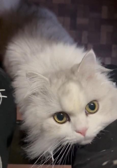 出所：@NEKOLAND13