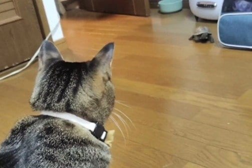 出所：@Mh0MLiErcV8E97C