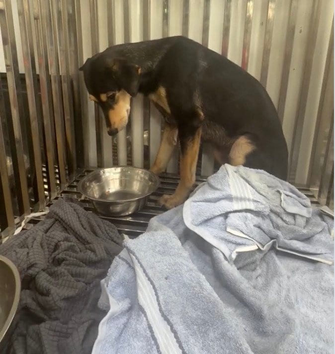 身体に傷を負った犬が治療を乗り越え飼い主と再会。「また一緒に暮らせますように」と反響