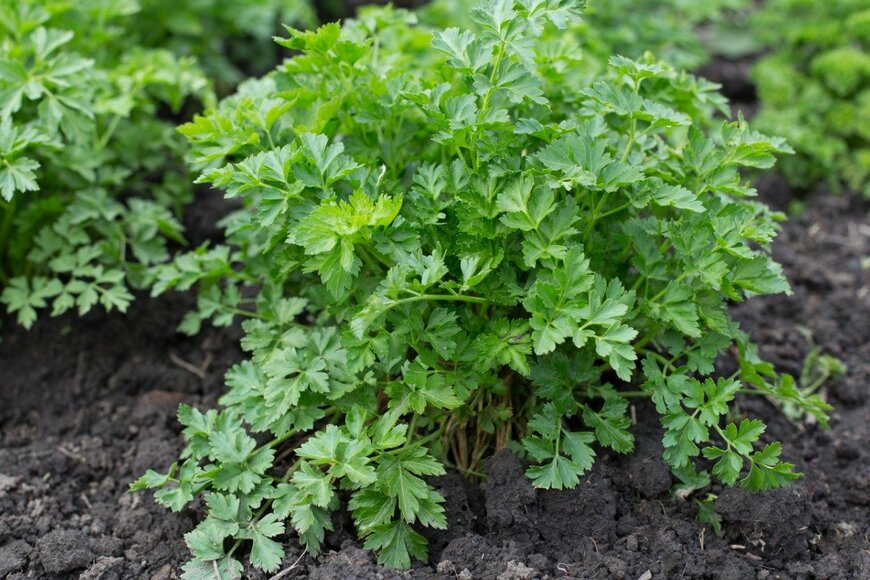 Iurii Garmash/istockphoto.com