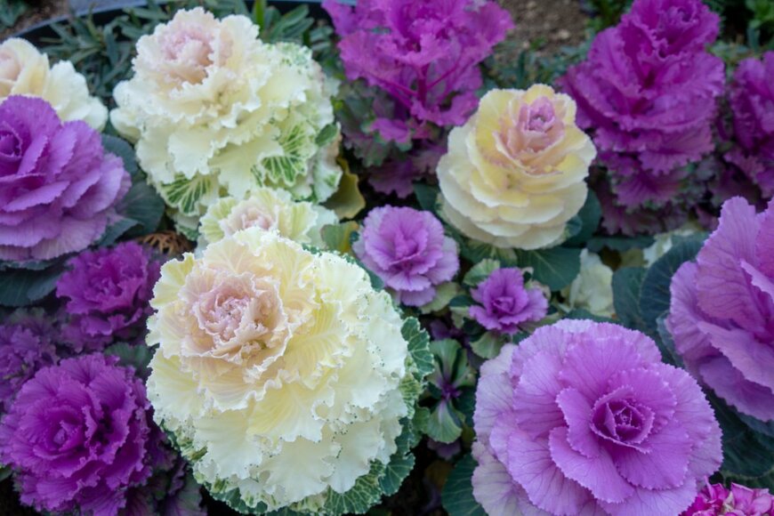 Aoi190/shutterstock.com