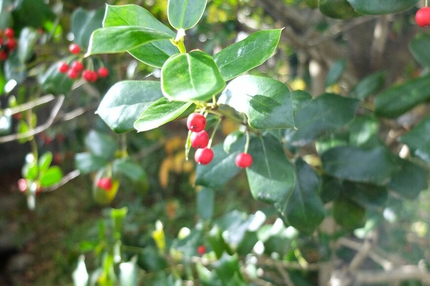 LIMOガーデニング部撮影