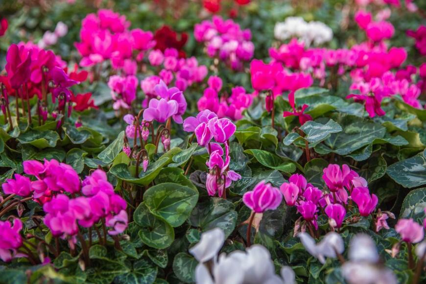 S1001/shutterstock.com