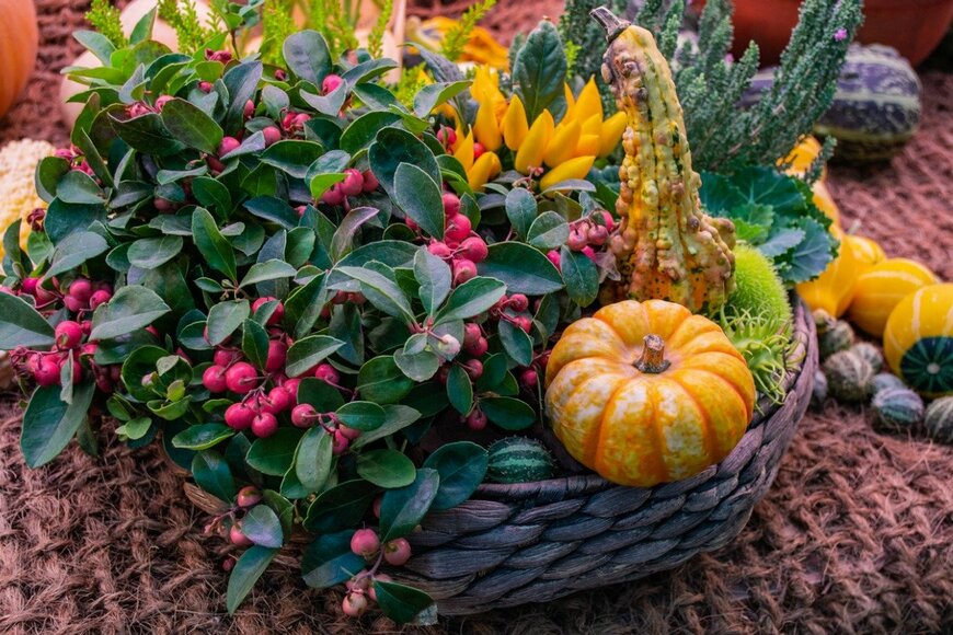 【ガーデニング】この秋「実をつける植物」がお洒落！ポップでキュートなオススメ5選