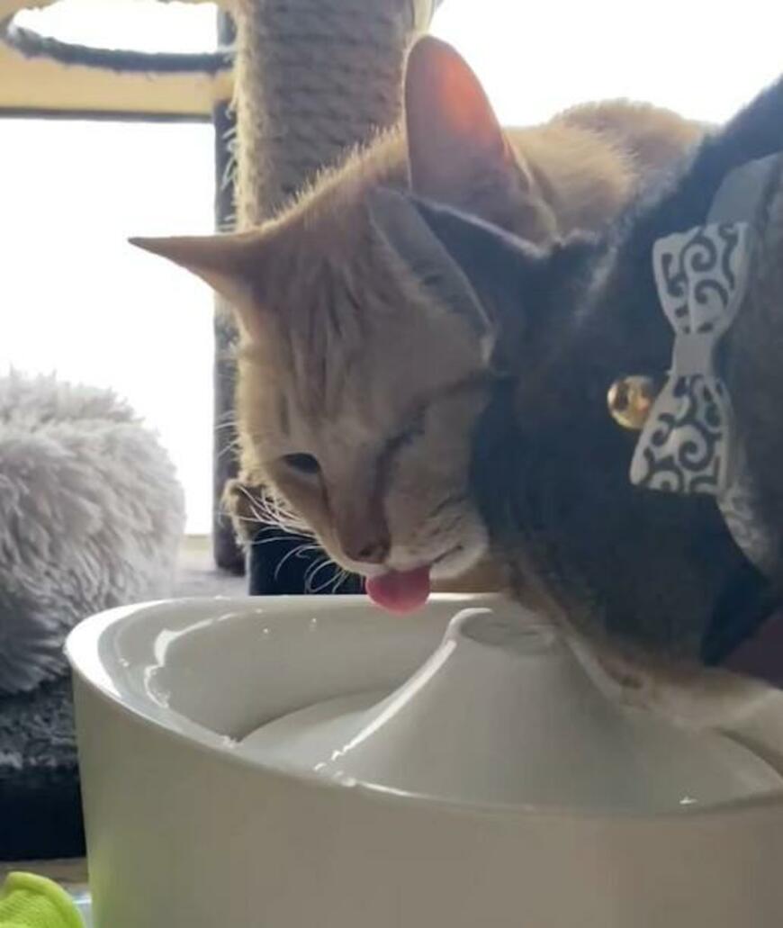 「全然飲めてないんじゃない？」給水する元保護猫　飲めてないのに「幸せそう」と話題