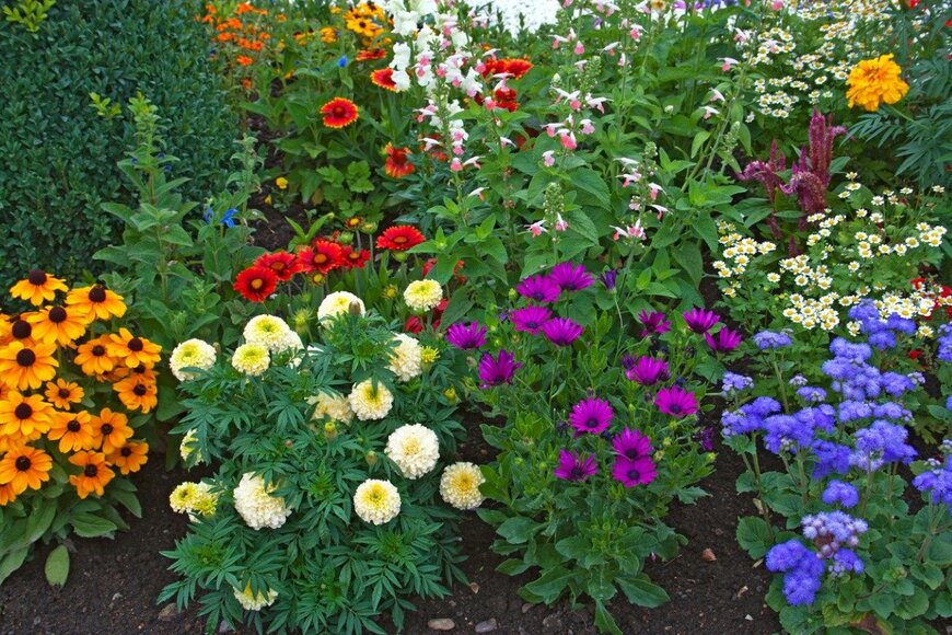 【60代から始めるガーデニング】庭のオシャレ度アップは「草花のカラーコーディネート」から